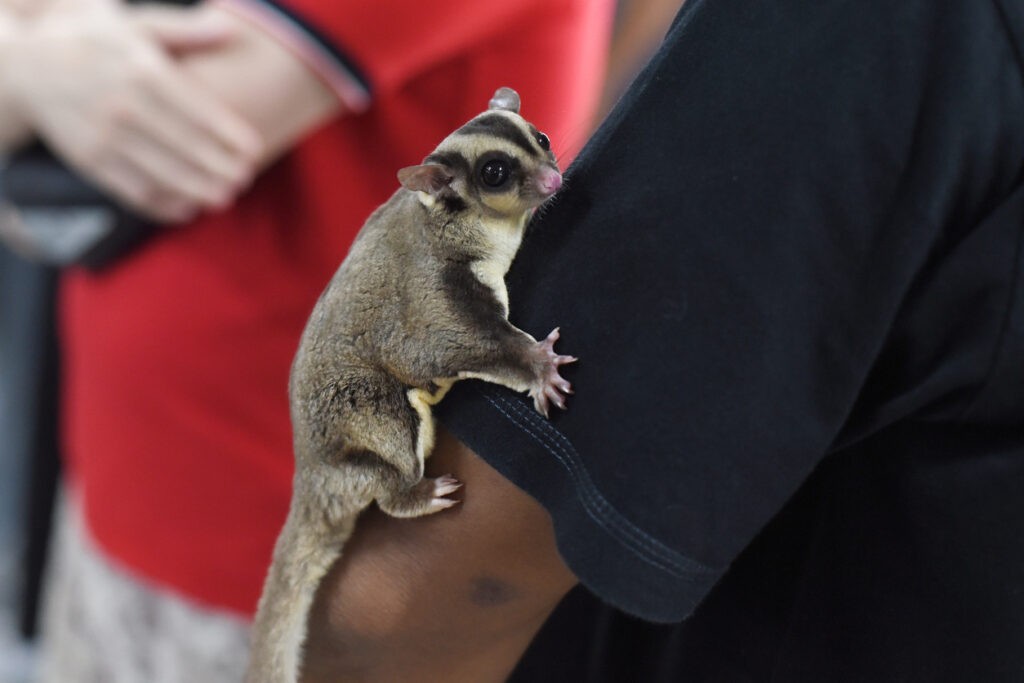 pet sugar glider in Broomfield, CO