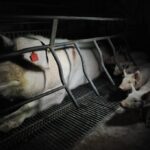 Mother Pig in a Farrowing Crate on a Factory Farm