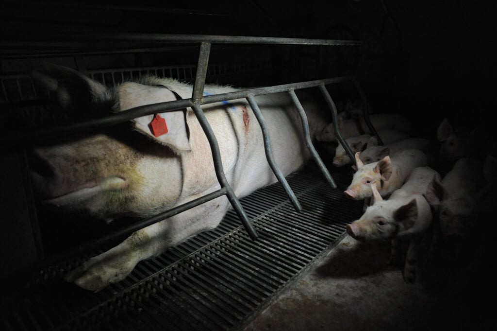 Mother Pig in a Farrowing Crate on a Factory Farm