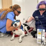 A dog gets laser therapy.