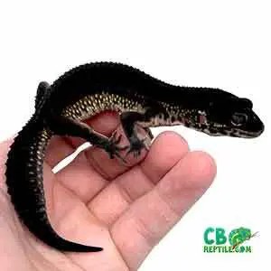 Captive Bred Leopard Geckos for Sale Online - Explore Stunning Color Morphs