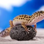 Leopard Gecko