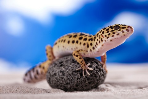 Leopard Gecko