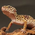 Leopard Gecko