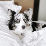 Corgi dog standing in a hotel room