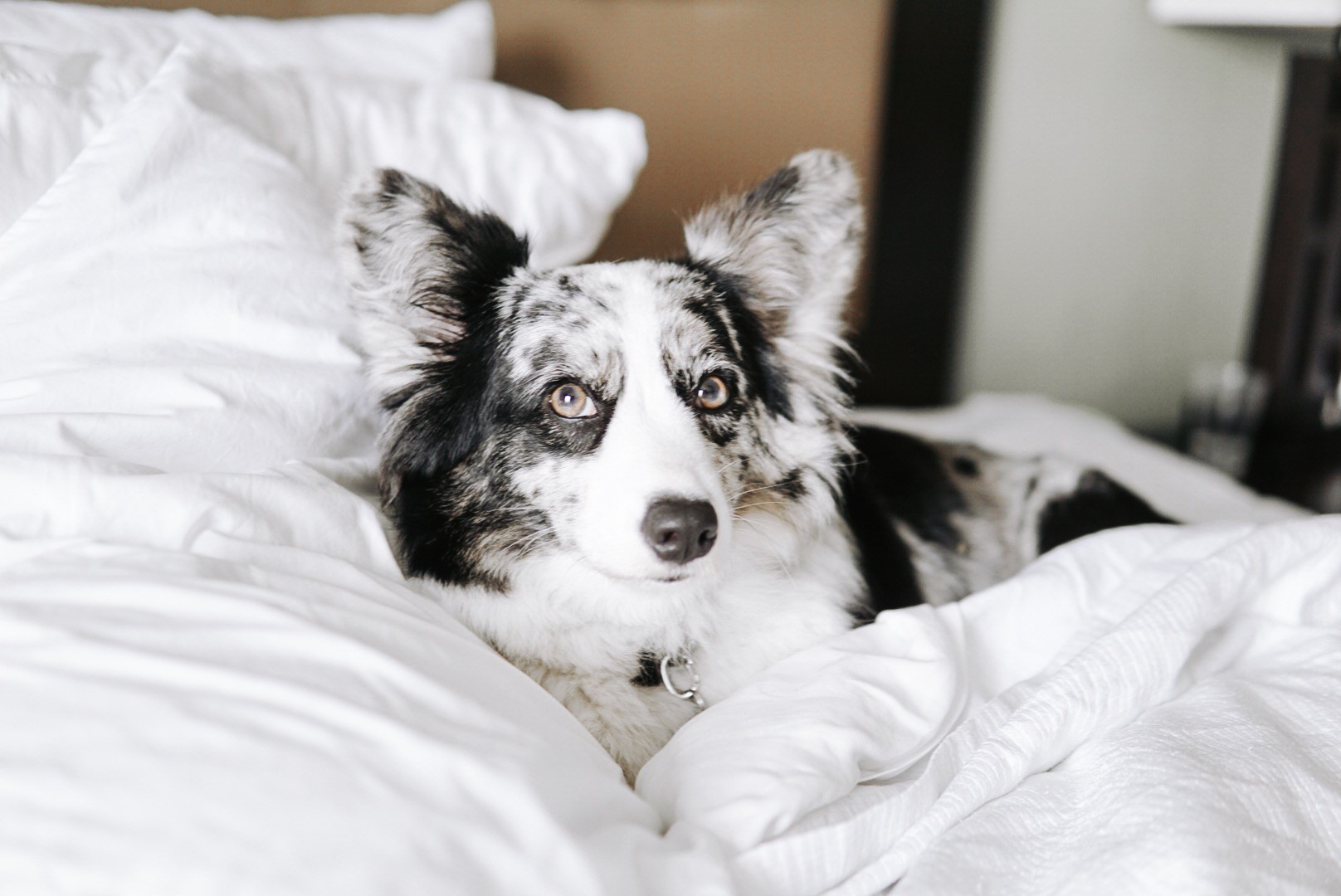 Corgi dog standing in a hotel room