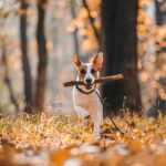 Jack Russel Terrier joyfully runs through a forest path with a stick in its mouth, embodying the active pet lifestyle in New York.