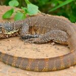 Savannah Monitor in its habitat