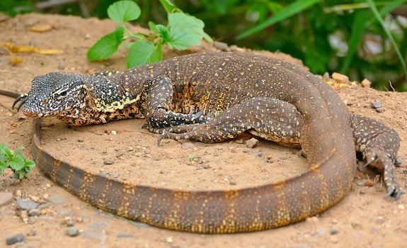 Savannah Monitor in its habitat