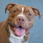 Find Your Furry Friend: Your Guide to New York Pet Shelters & ASPCA Adoption