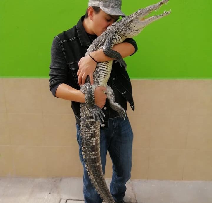 Jonathan Araiza affectionately pets his pet crocodile Gamora in their home.