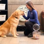 A charming dog sitting patiently in a hotel room, showcasing pet-friendly accommodation features.