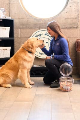 A charming dog sitting patiently in a hotel room, showcasing pet-friendly accommodation features.