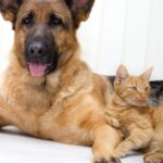 German Shepherd Dog and orange kitten laying together on a white background