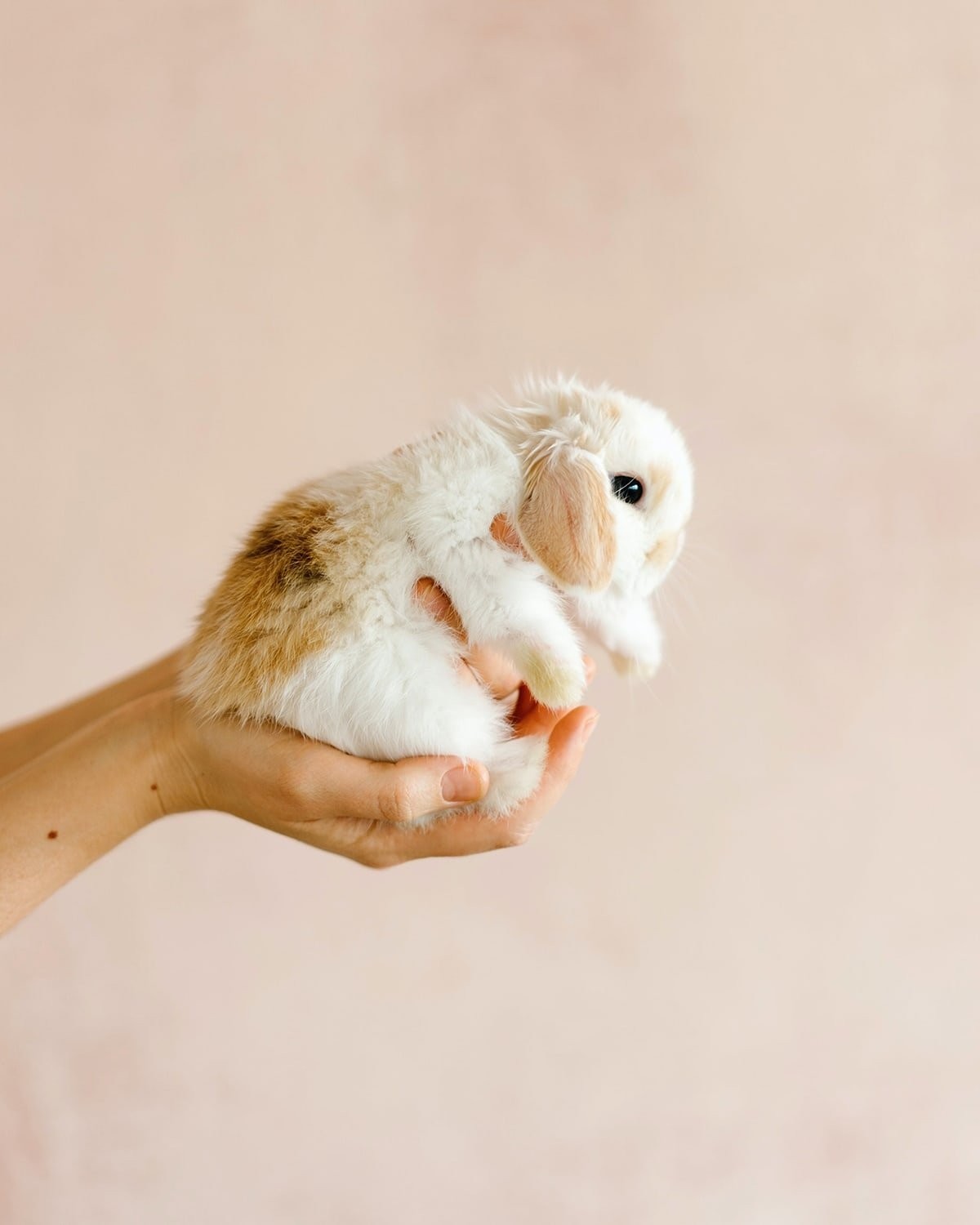 A collage of different pets including a dog, cat, and rabbit, symbolizing various pet types for which unique names are sought.