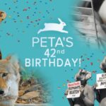 PETA birthday with protest and animal images