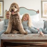 Luxury pet-friendly hotel Windsor Court in New Orleans offers pampered pet program