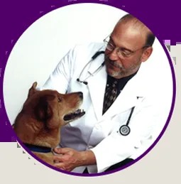 Veterinarian examining a dog