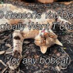 Bobcat named T'challa in its enclosure, highlighting the challenges of keeping bobcats as pets. Learn why bobcats are wild animals and not suitable for domestic environments.