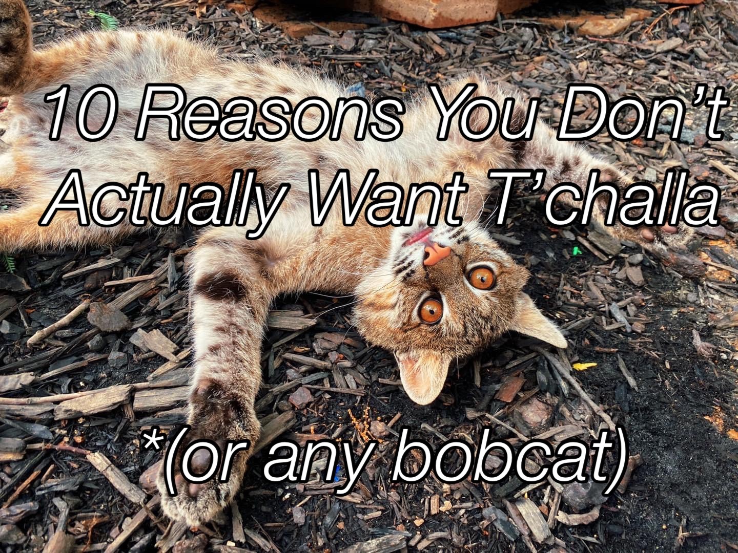 Bobcat looking alert in a natural outdoor setting, emphasizing its wild nature