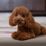 Maltipoo dog sitting and looking at pet camera.