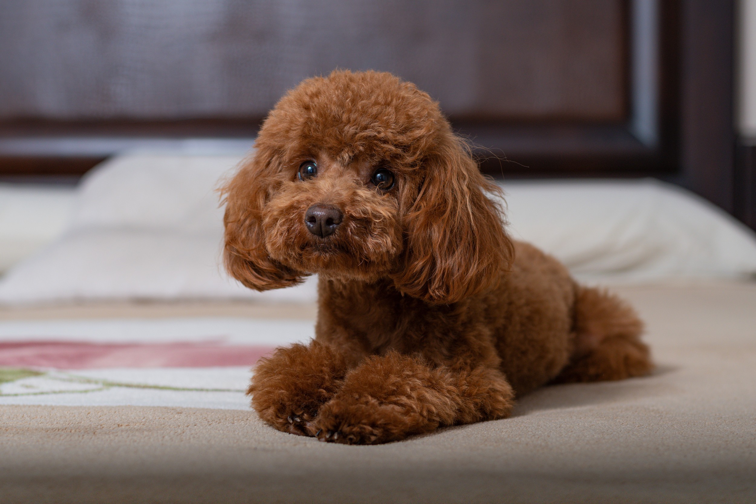 Maltipoo dog sitting and looking at pet camera.