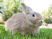 Alfie the rabbit, an example of small pets for adoption at Irvine Pet Shelter