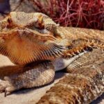 Bearded dragon