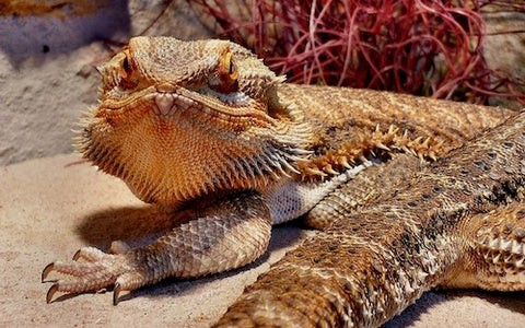 Bearded dragon