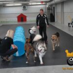 Dogs playing in daycare