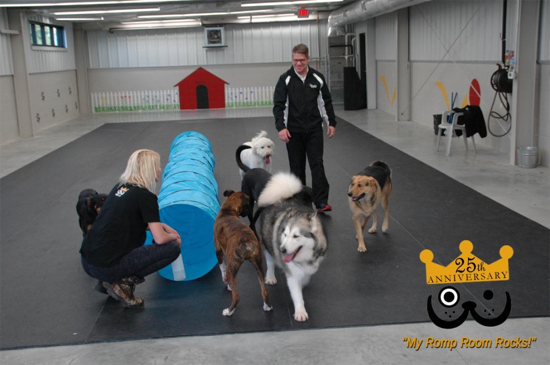 Dogs playing in daycare