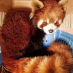 Are Red Pandas Pet Material? Why You Should Reconsider