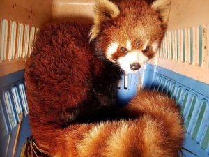 Are Red Pandas Pet Material? Why You Should Reconsider