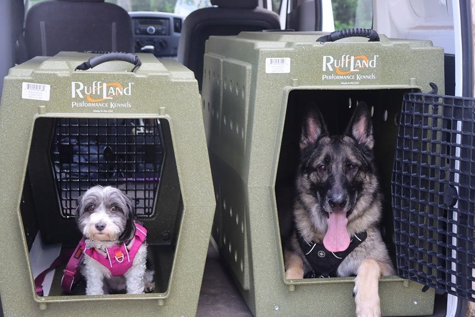 Dog in a spacious pet kennel run, highlighting comfortable boarding