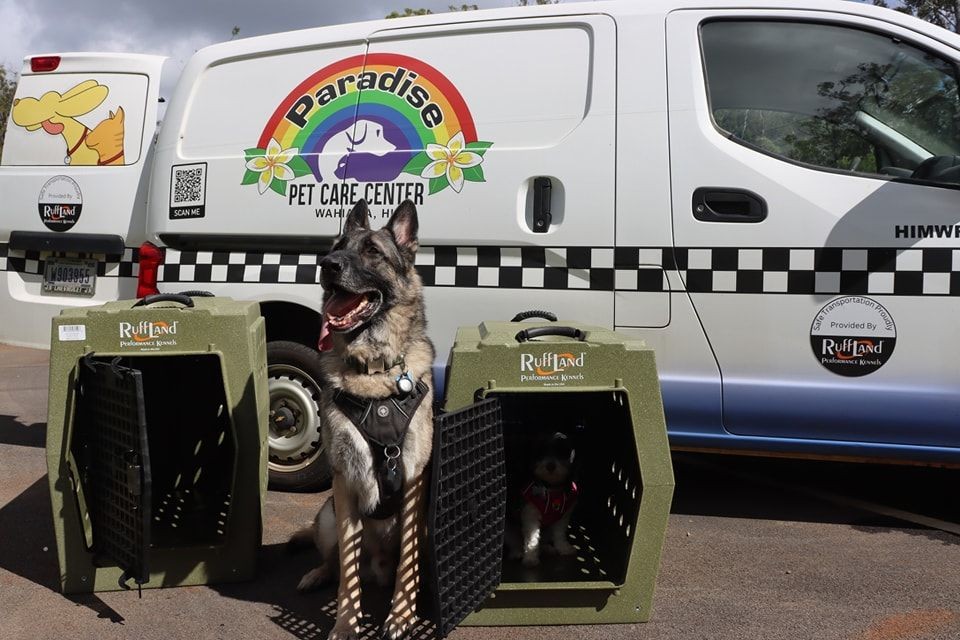 Cat in a cat kennel, showcasing separate and comfortable cat boarding