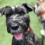 Dog enjoying playtime at Pet Paradise Sanford