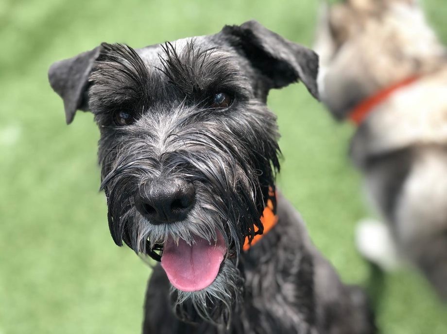 Dog enjoying playtime at Pet Paradise Sanford