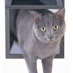 Choosing the Purr-fect Pet Door for Your Cat: A Comprehensive Guide