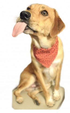 A dog confidently using an automatic pet door, showcasing ease of access.