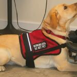 Service Dog Requirements - ServiceDogCertifications