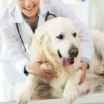 Veterinarian gently examining a dog at Kindred Care Pet Hospital in Richmond, TX, highlighting their commitment to compassionate pet care.