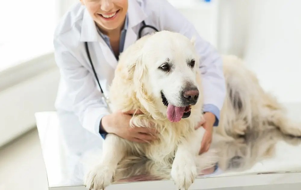 Veterinarian gently examining a dog at Kindred Care Pet Hospital in Richmond, TX, highlighting their commitment to compassionate pet care.