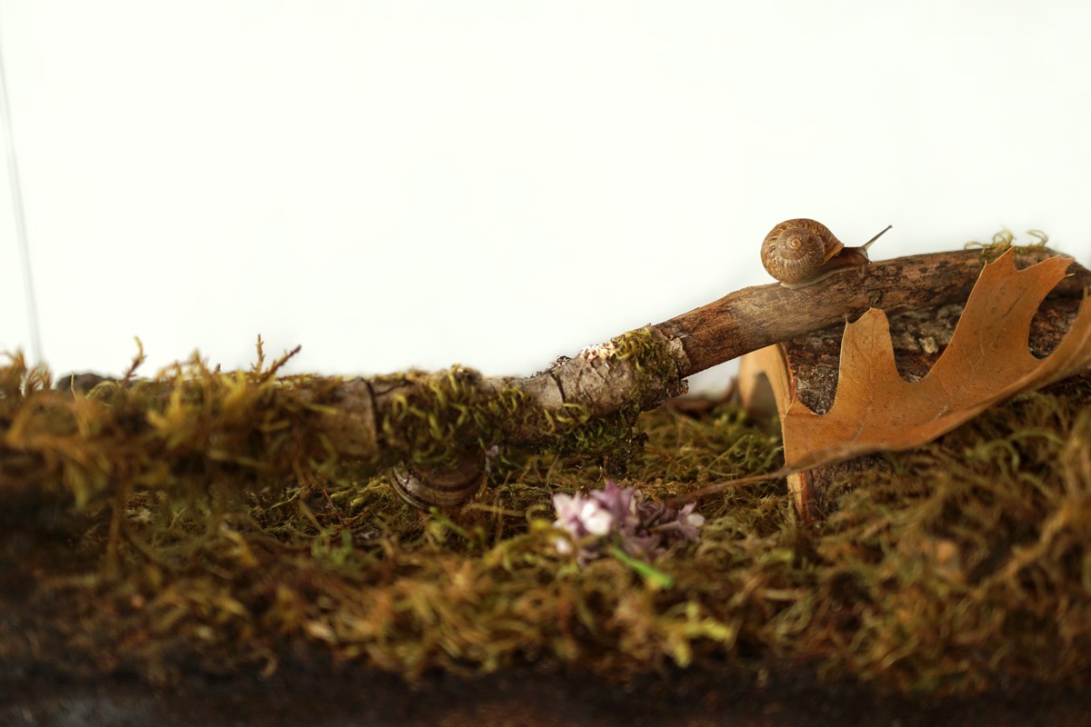 A glass terrarium set up as a snail habitat with soil, moss, and decorations