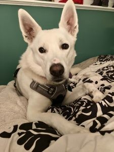 Snowy looking attentively with tilted head