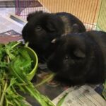 Two adorable black guinea pigs enjoying fresh dandelion greens, highlighting the dietary needs of these pets, which are not always easy to meet for beginner pet owners.