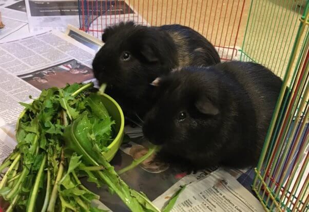 Cute black guinea pigs eating dandelion greens from a bowl