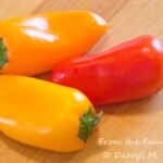 Red, orange, and yellow miniature bell (snacking) peppers, showcasing the vibrant ingredients for the crab stuffing.