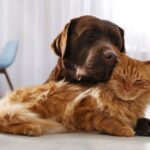 orange tabby cat snuggling with brown dog