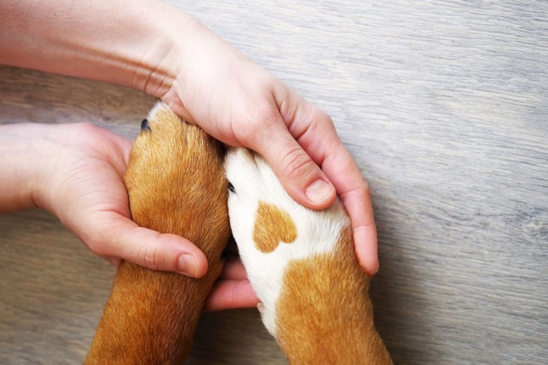 A close up image of dog paws being gently held by a caring pet owner, symbolizing the preventive and supportive care offered by pet insurance.