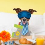 A happy dog sitting in a hotel room with pet bed and bowls